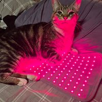 Light Pad healed my marathon training injury